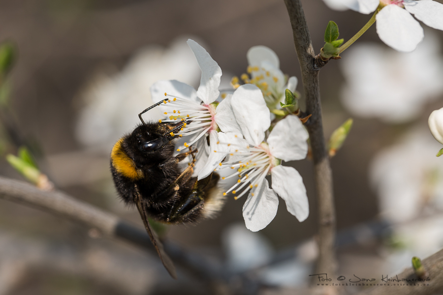 Zbraslav a okolí Vltavy-2899